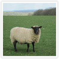 牧草地帯に見られる放牧の羊。