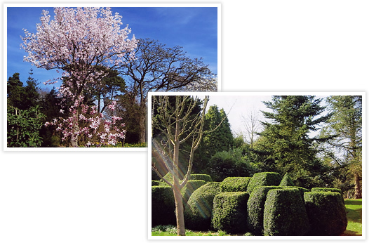 イギリスの春、庭園にはマグノリアの木と黄色いダファデルの花/きれいに刈り込まれた庭園の植木