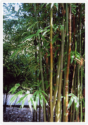 庭園内植物園の竹やぶ。エキゾチックな植物収集栽培は、今も昔もイギリス人の関心の的。